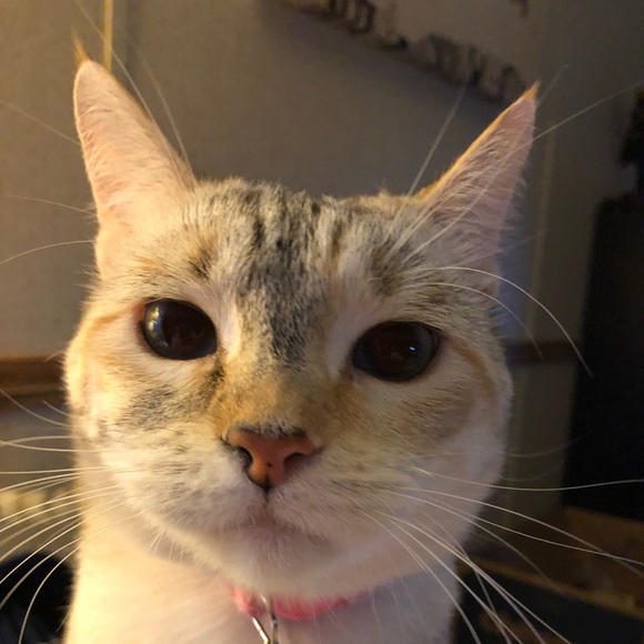 Meet your Posher, Crystal - Picture 2 of 3